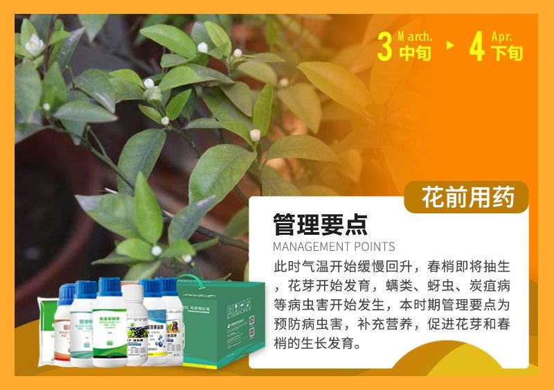 此時氣溫開始緩慢回升，春梢即將抽生花芽開始發(fā)育，蠕類、蚜蟲、炭疽病等病蟲害開始發(fā)生，本時期管理要點為預(yù)防病蟲害，補充營養(yǎng)，促進花芽和春梢的生長發(fā)育。